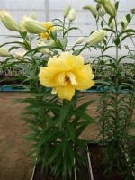 [4154 Exotic Sun PO No01.JPG]